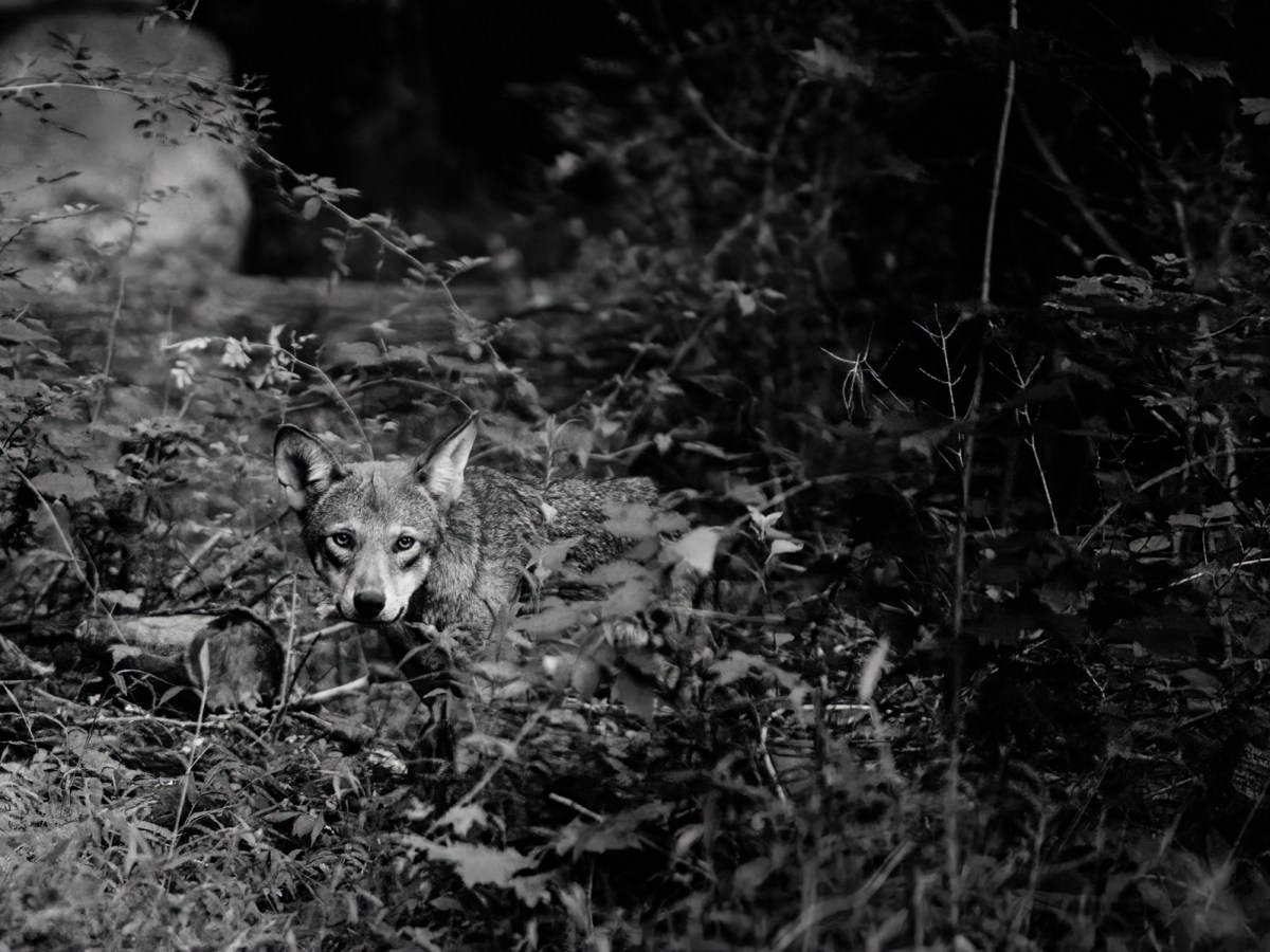 Wolf Conservation Center